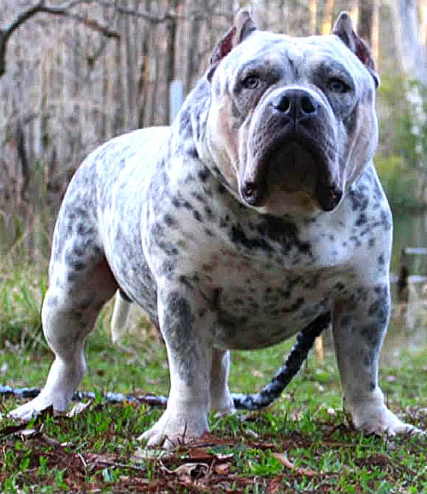 Dog Featured Image