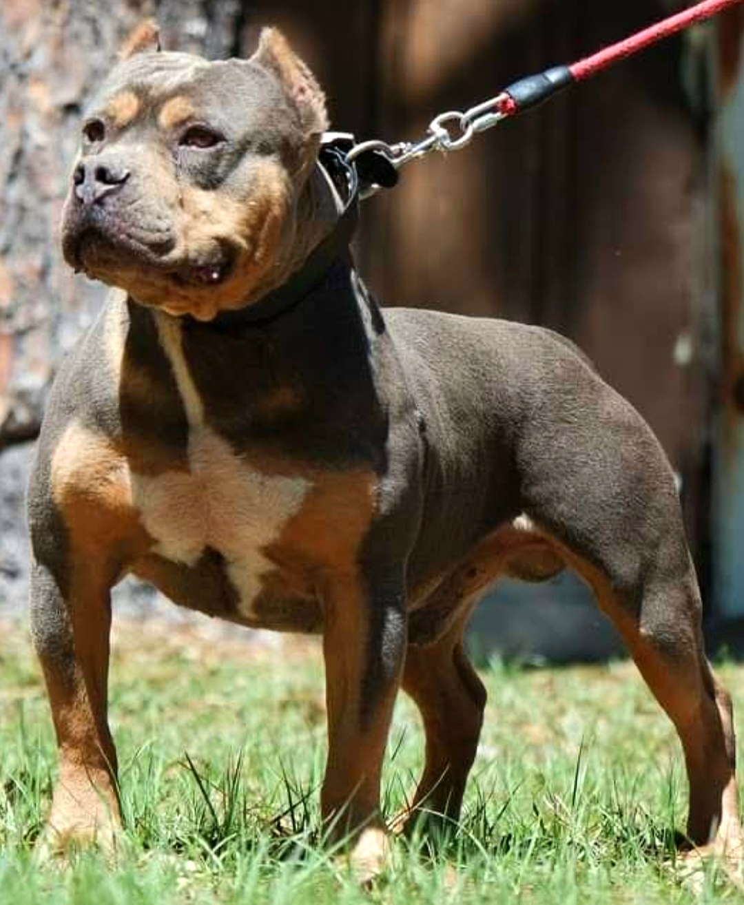 Dog Featured Image