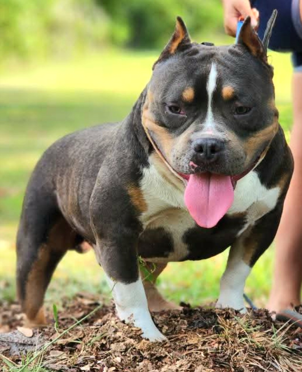 Dog Featured Image