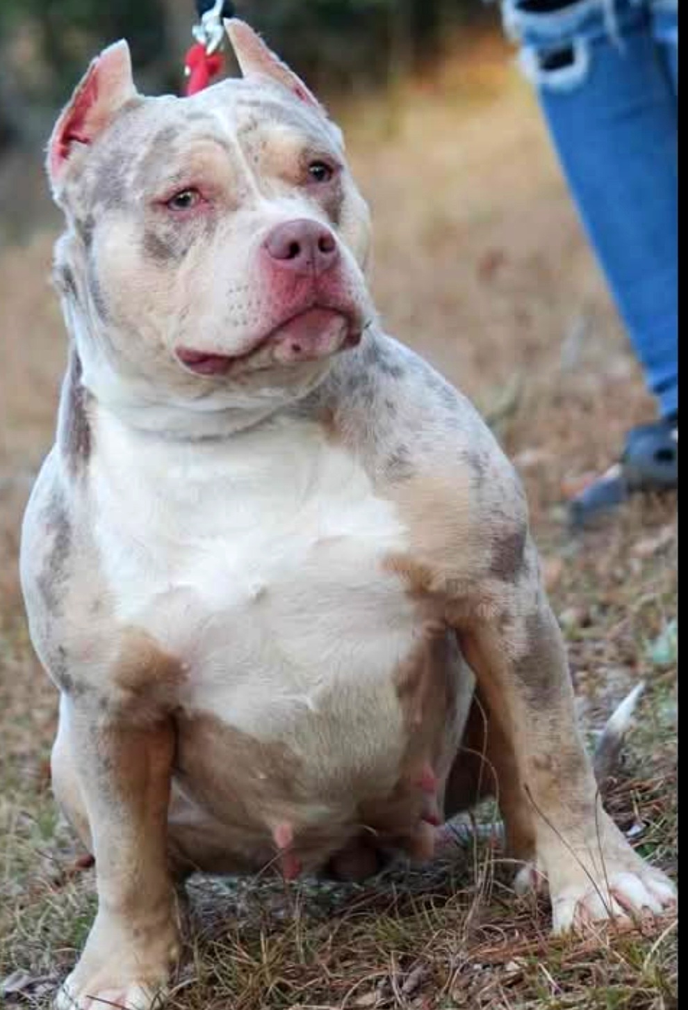 Dog Featured Image