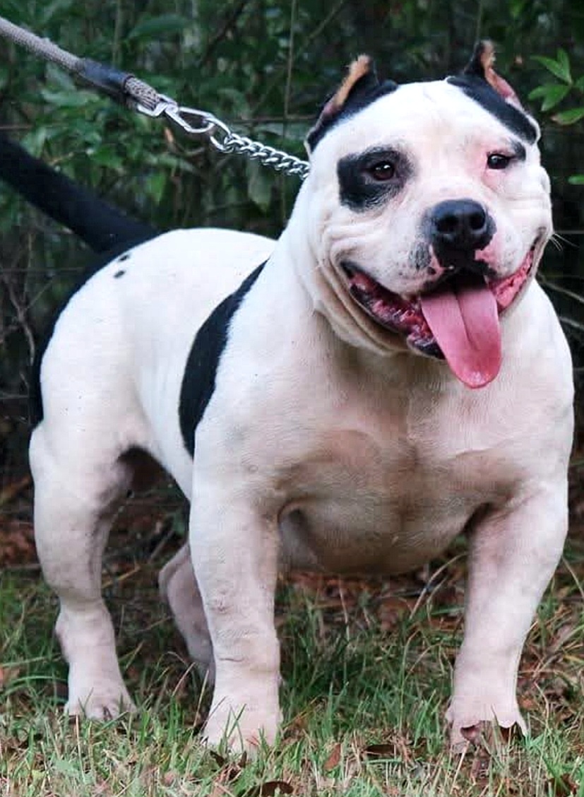 Dog Featured Image