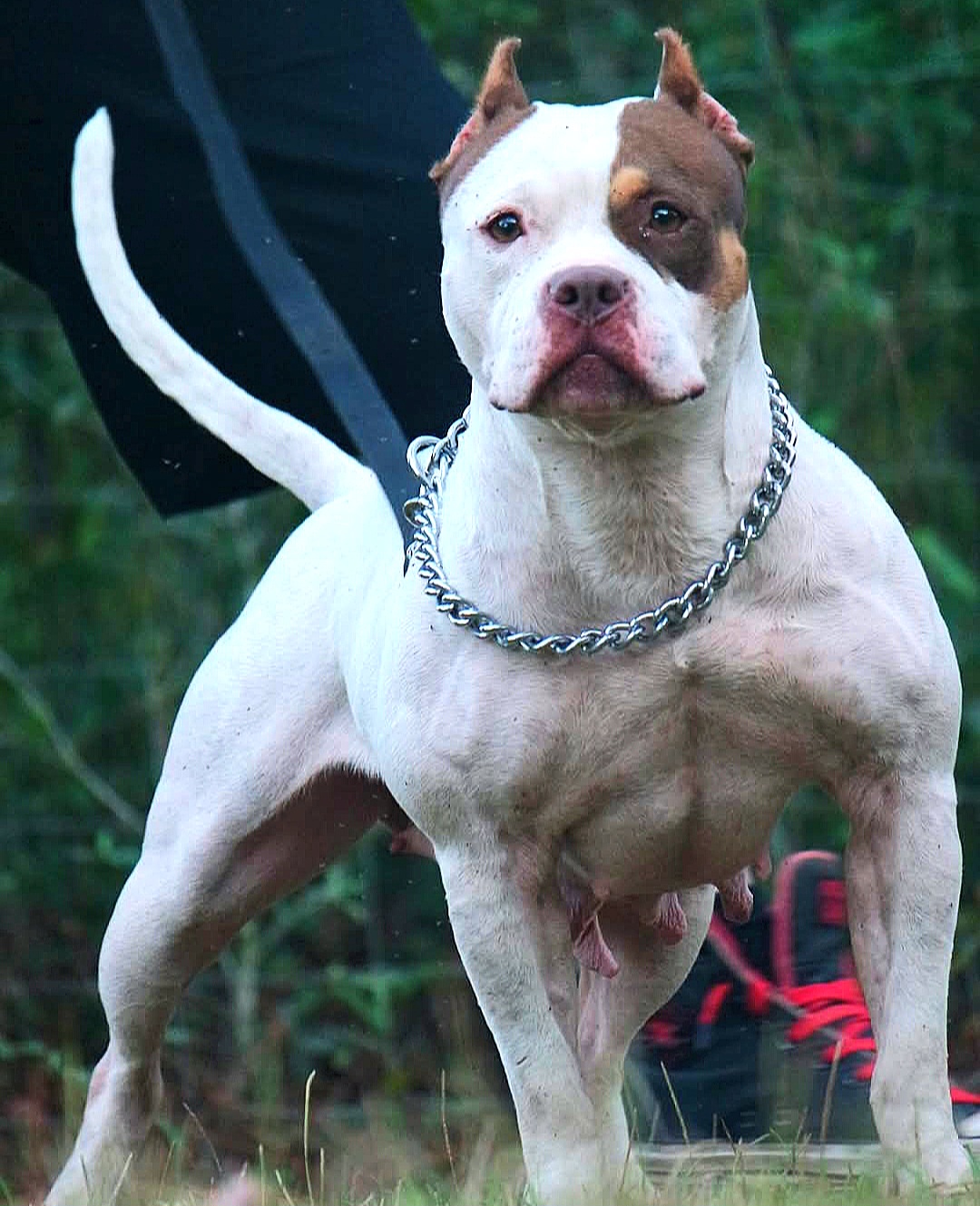 Dog Featured Image