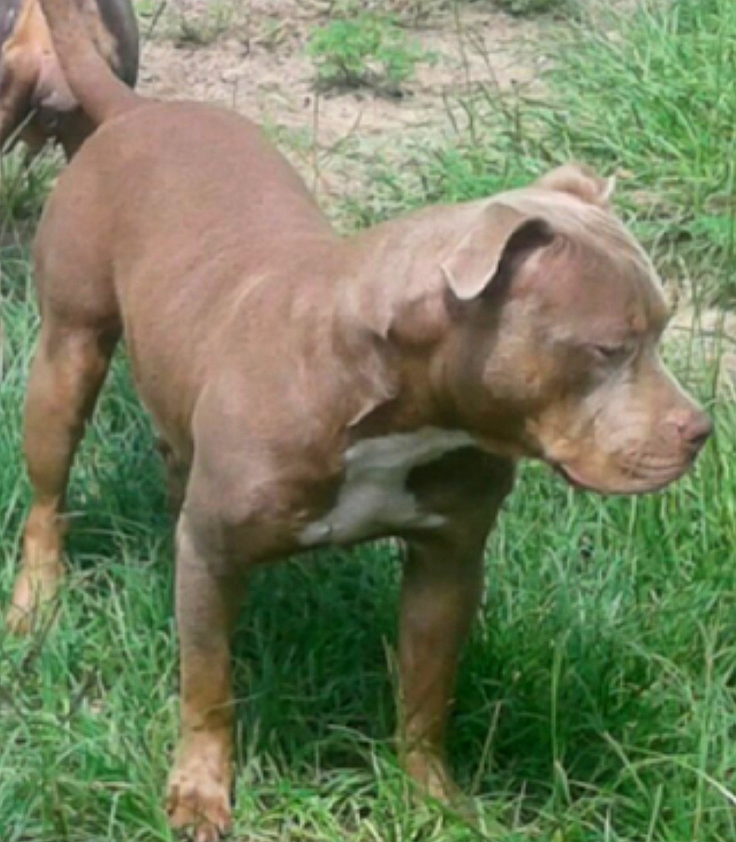 Dog Featured Image