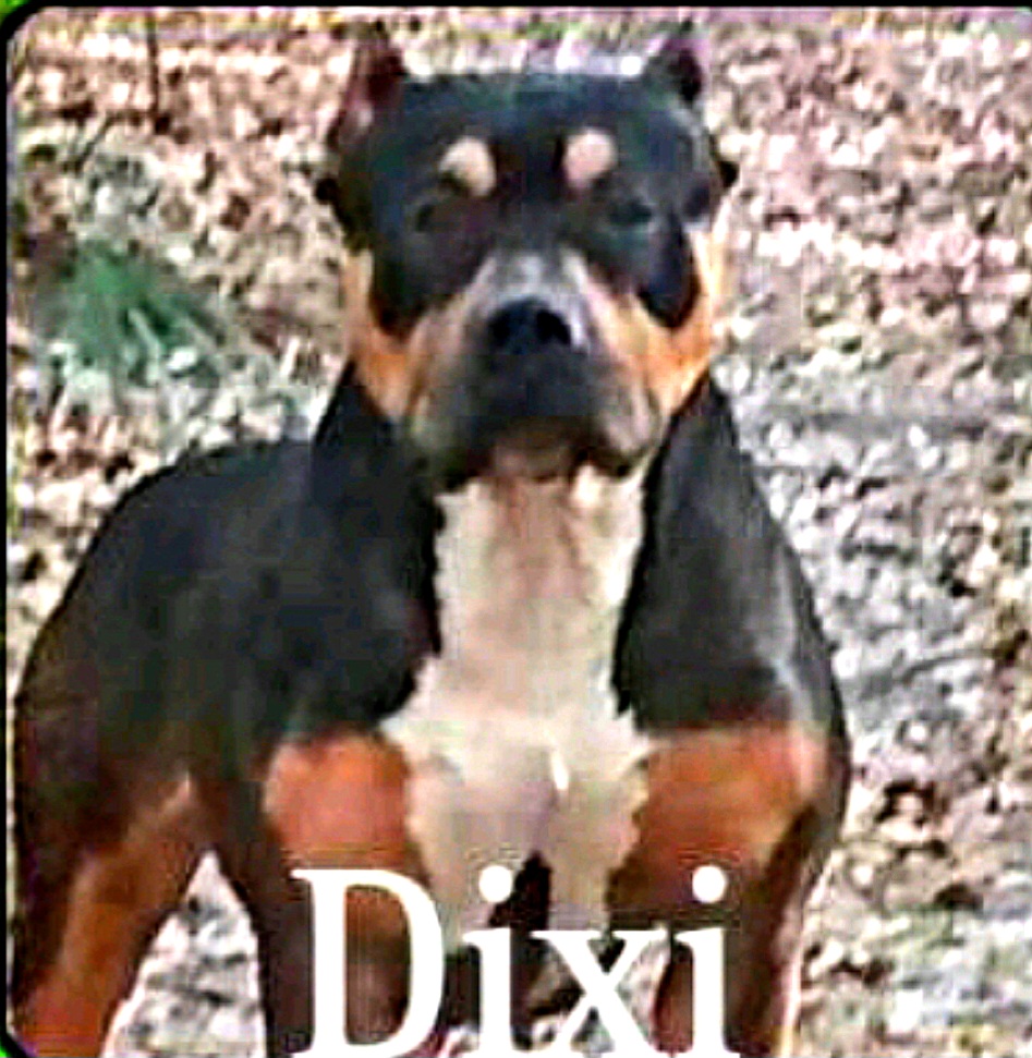 Dog Featured Image