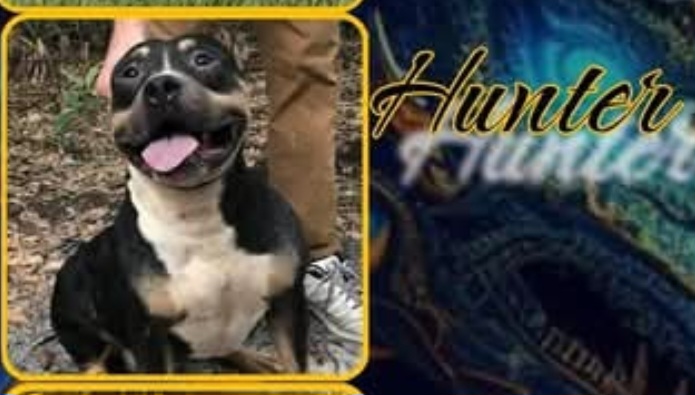 Dog Featured Image