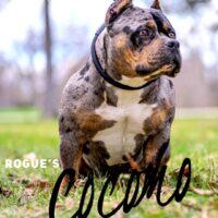 ROGUE COCOMO