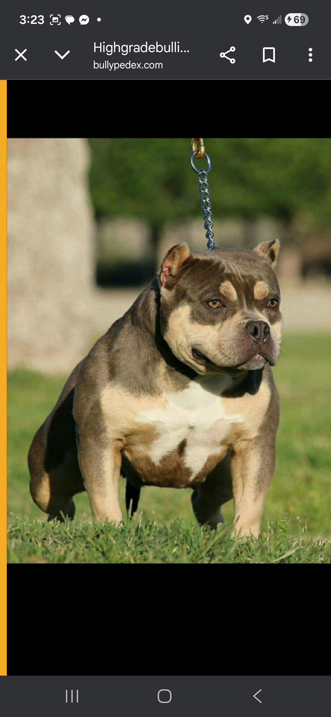 Dog Featured Image