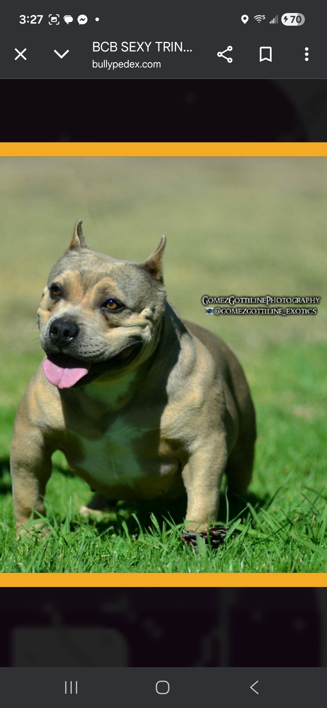 Dog Featured Image