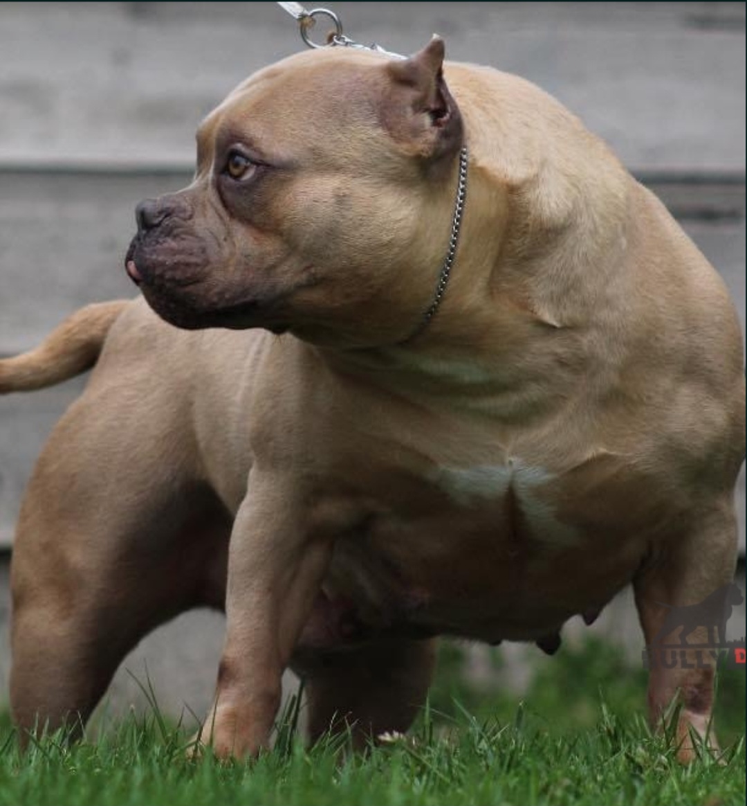 Dog Featured Image