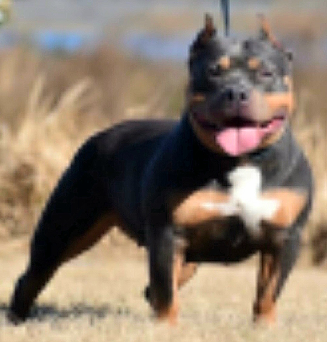 Dog Featured Image