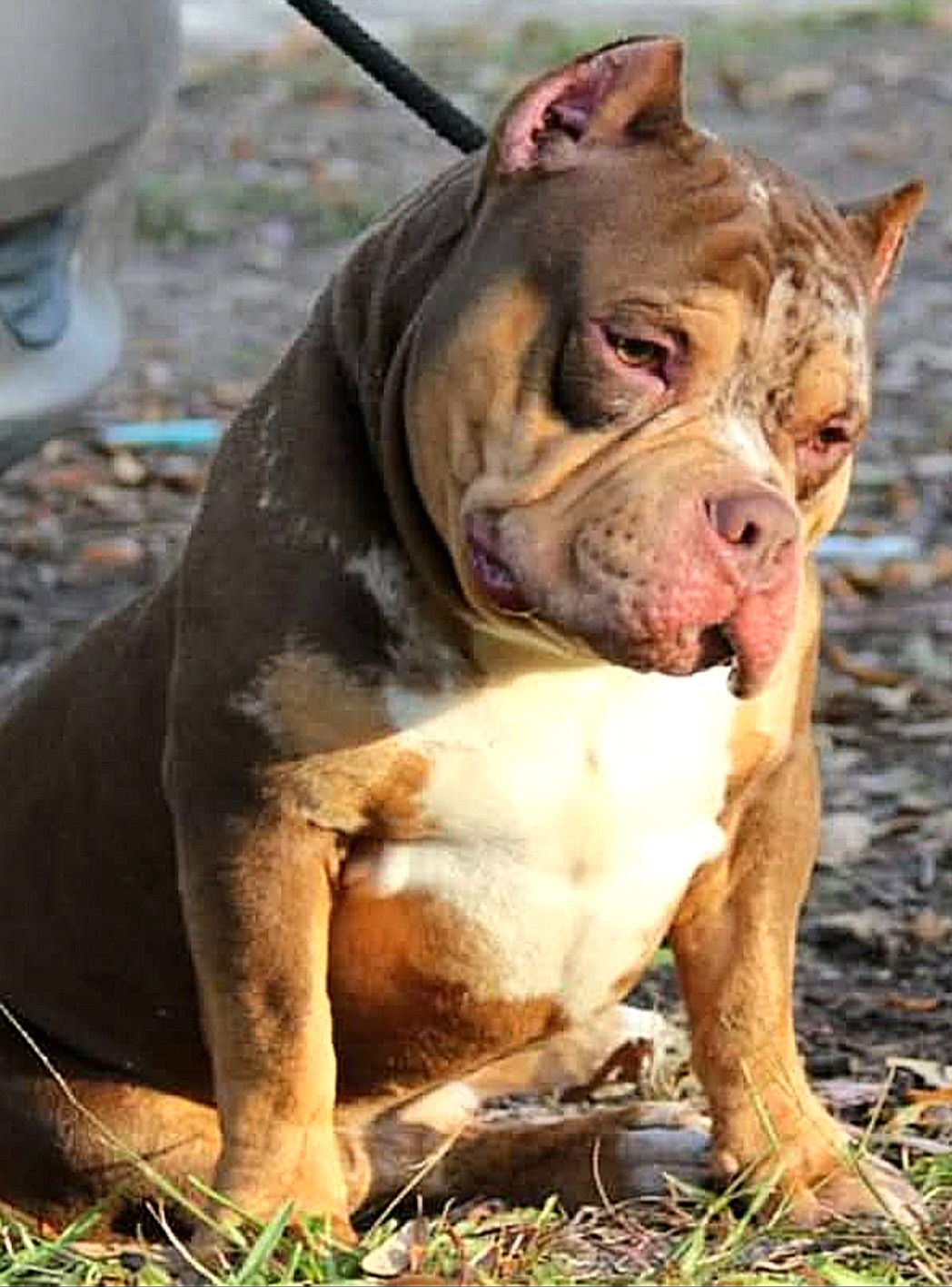 Dog Featured Image
