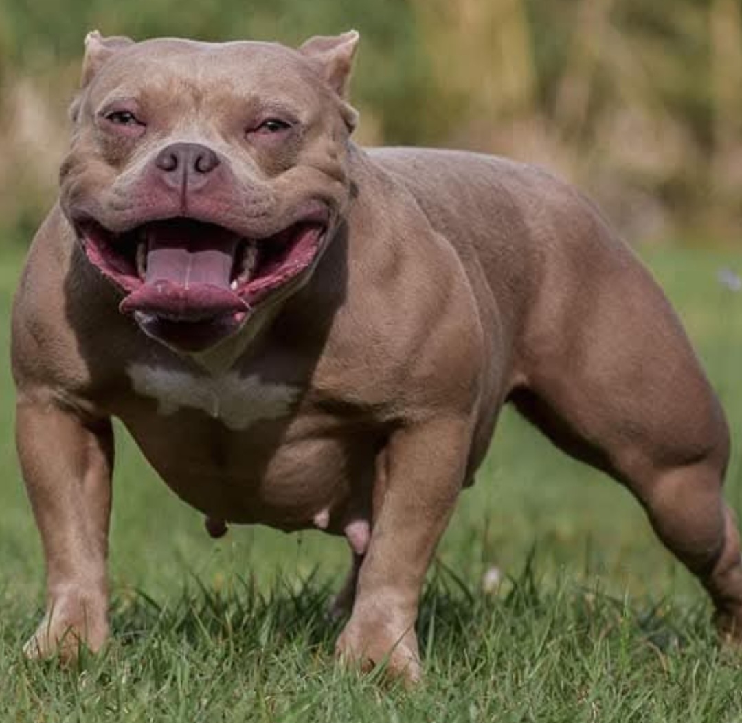 Dog Featured Image