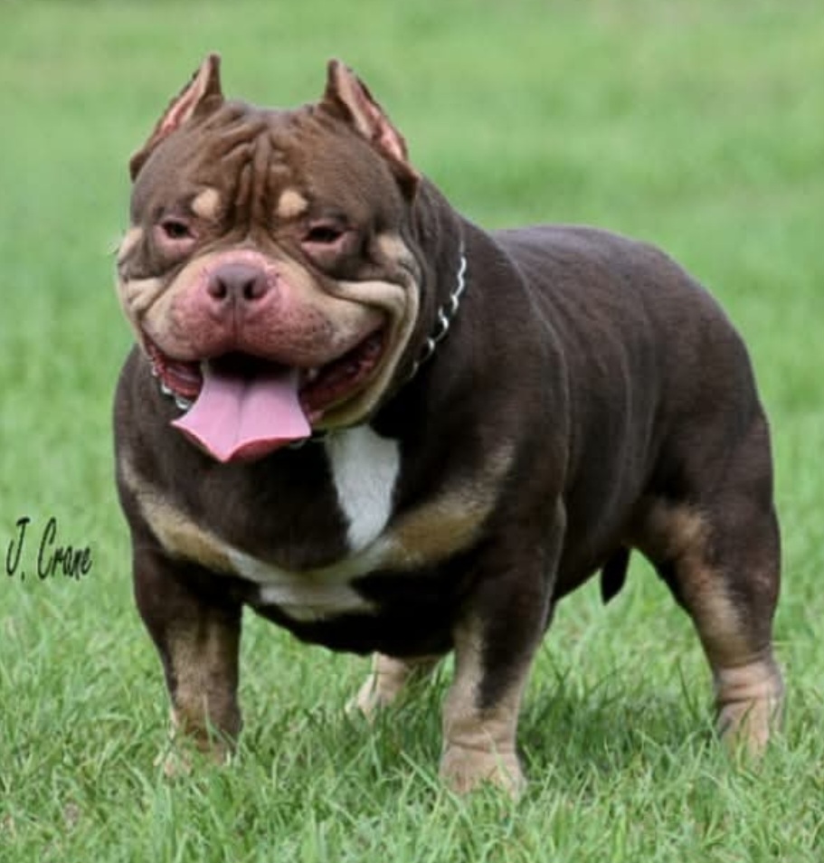 Dog Featured Image