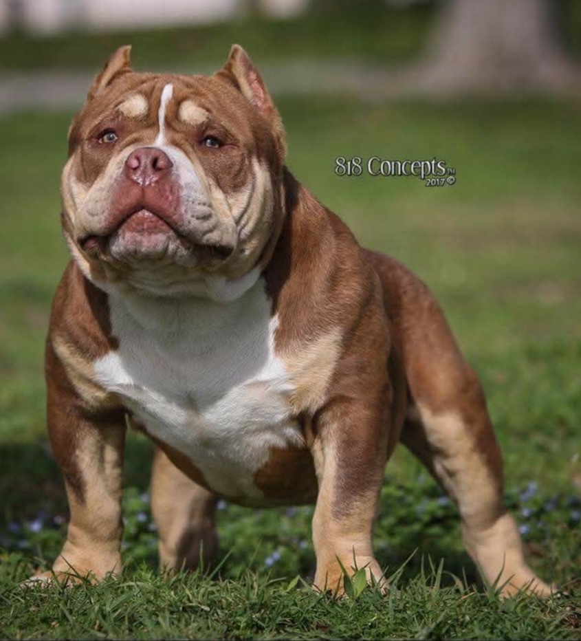 Dog Featured Image