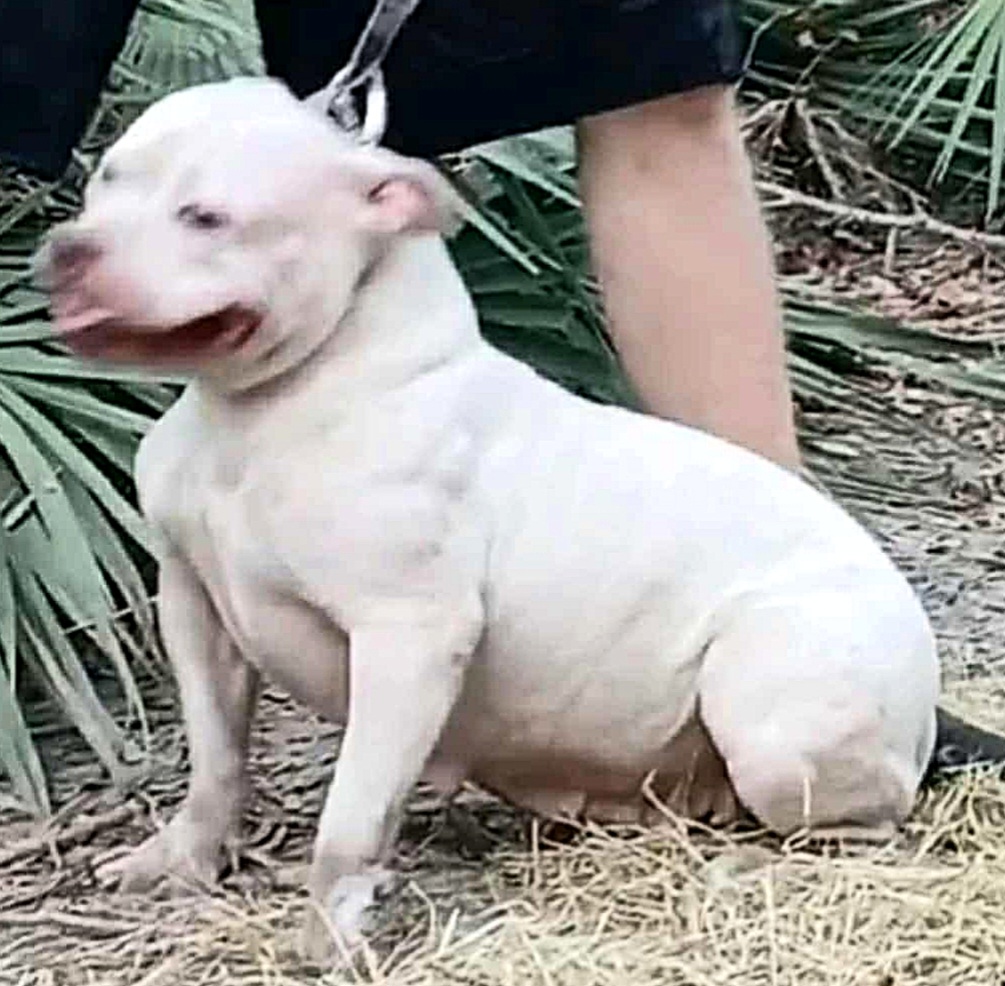 Dog Featured Image
