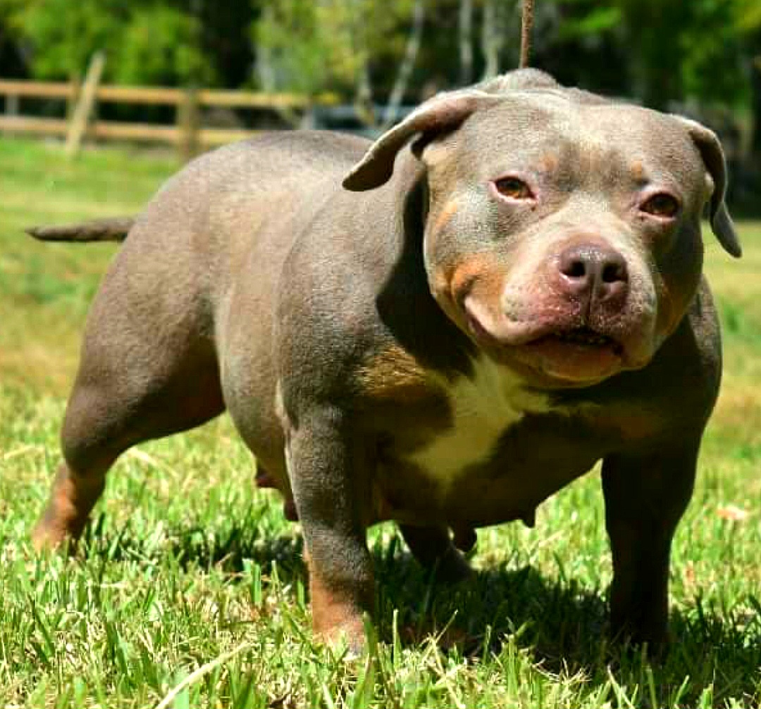 Dog Featured Image
