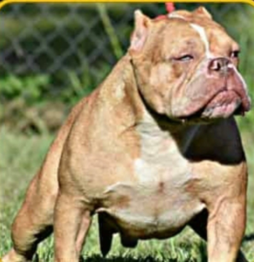 Dog Featured Image