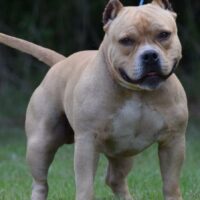 MUSCLETONES BARRAK