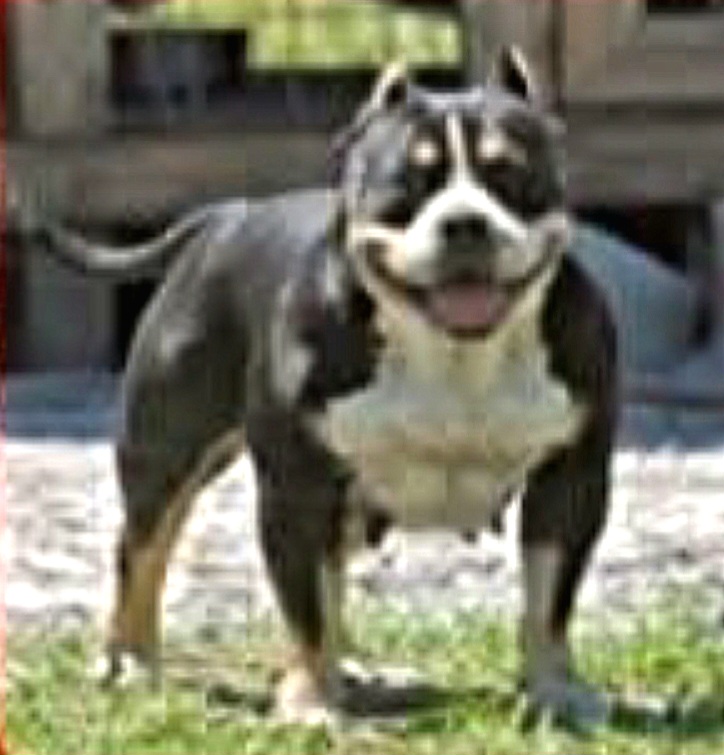 Dog Featured Image