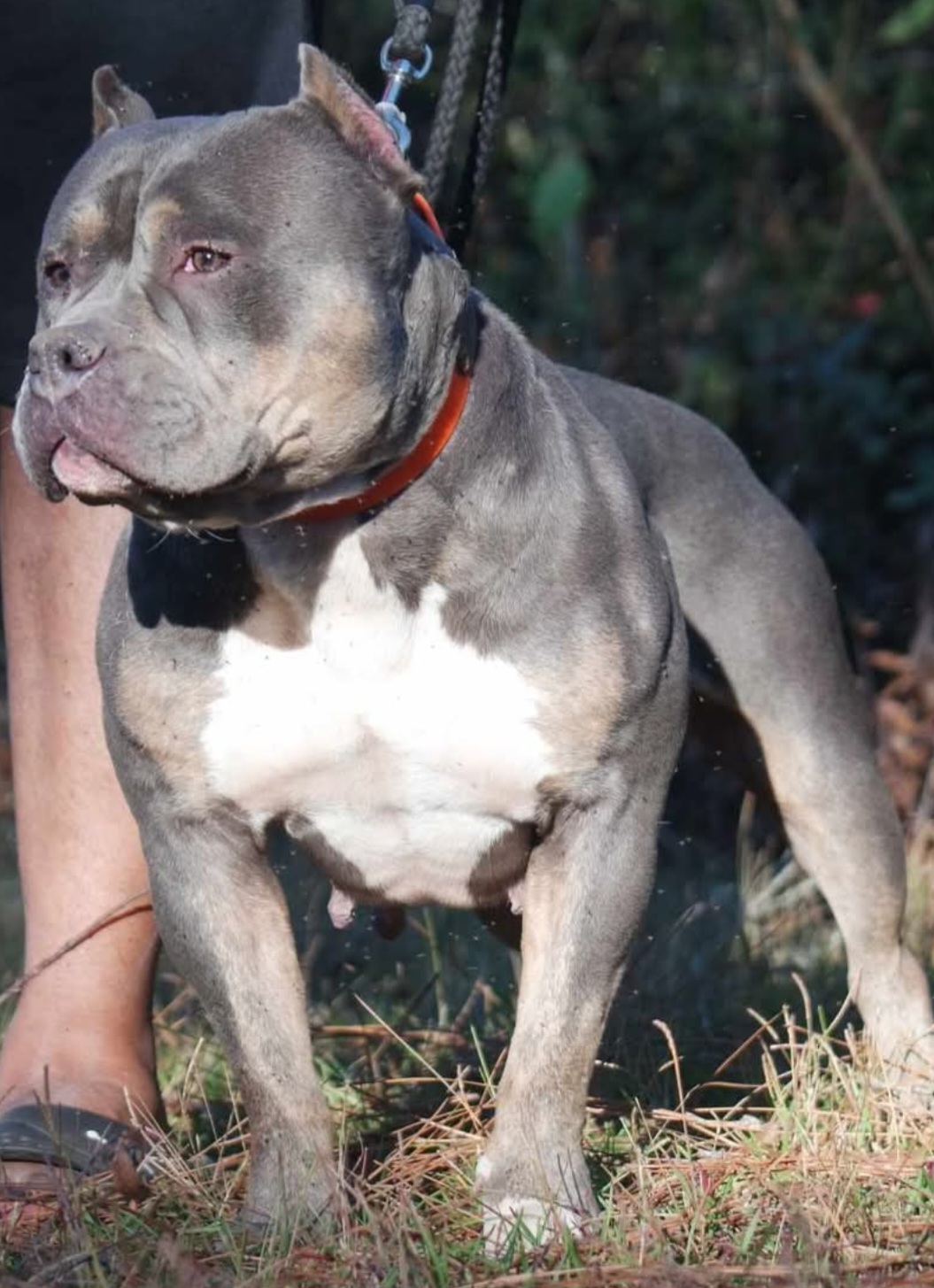 Dog Featured Image