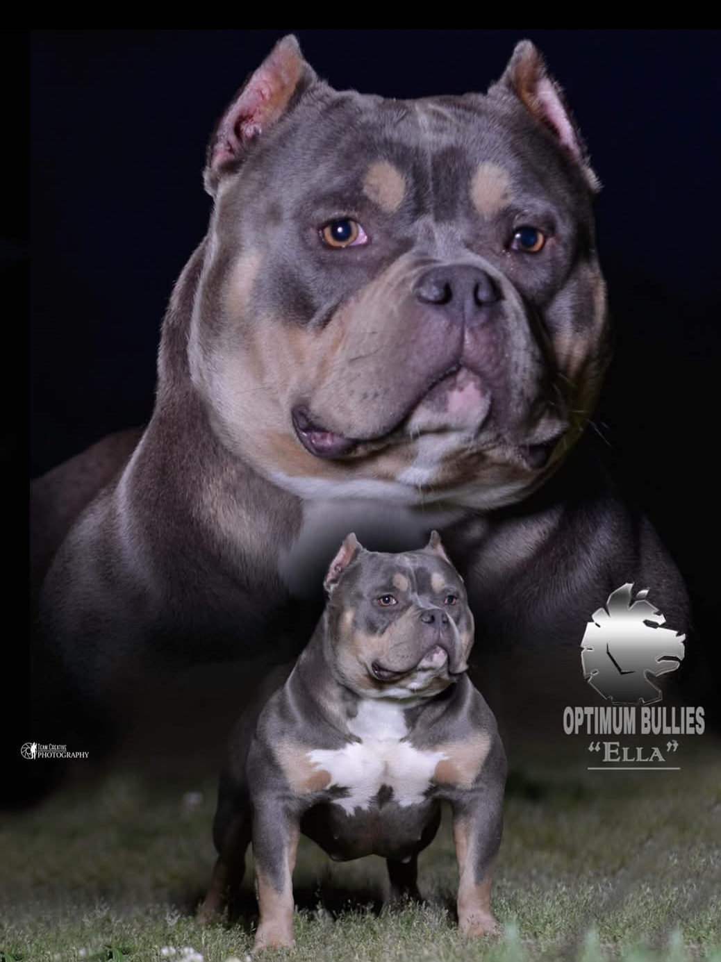 Dog Featured Image