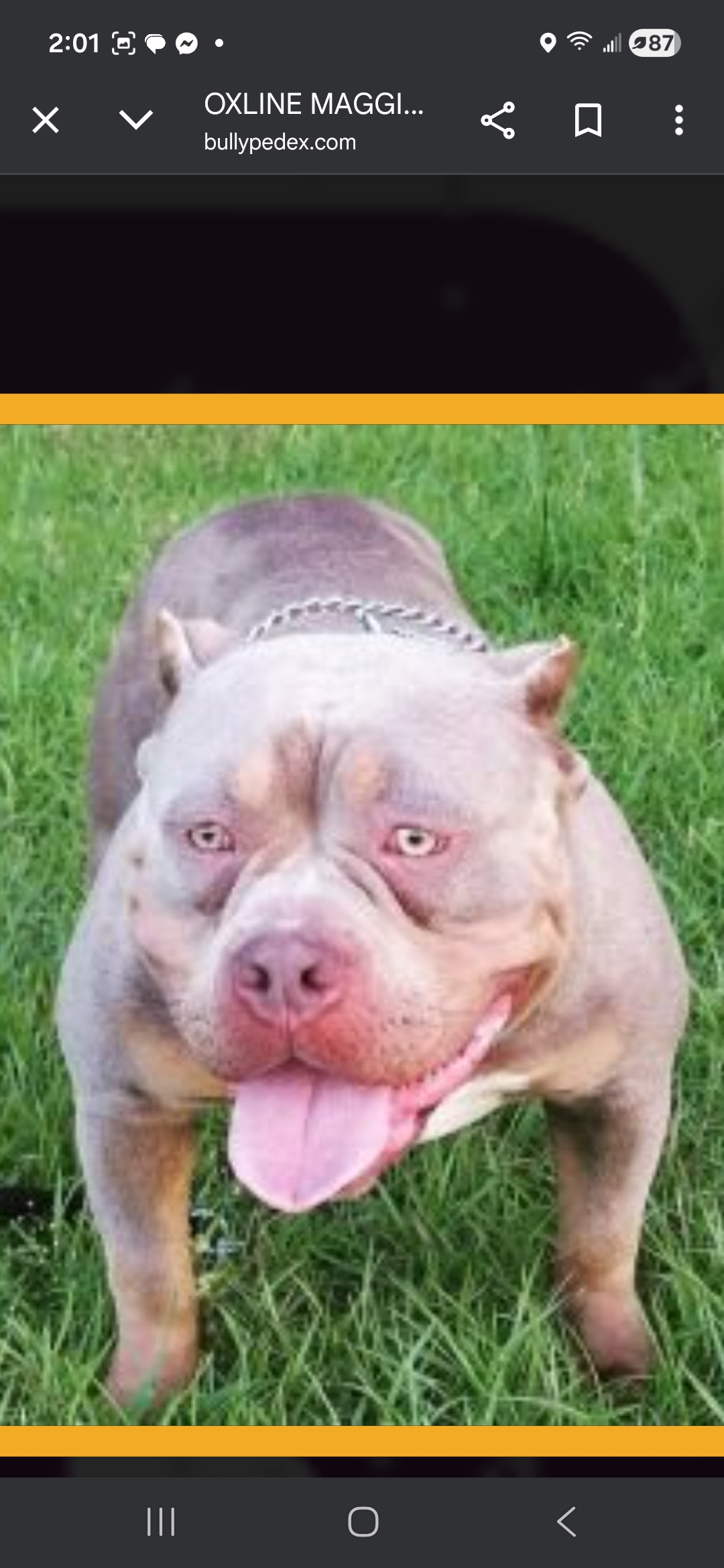 Dog Featured Image