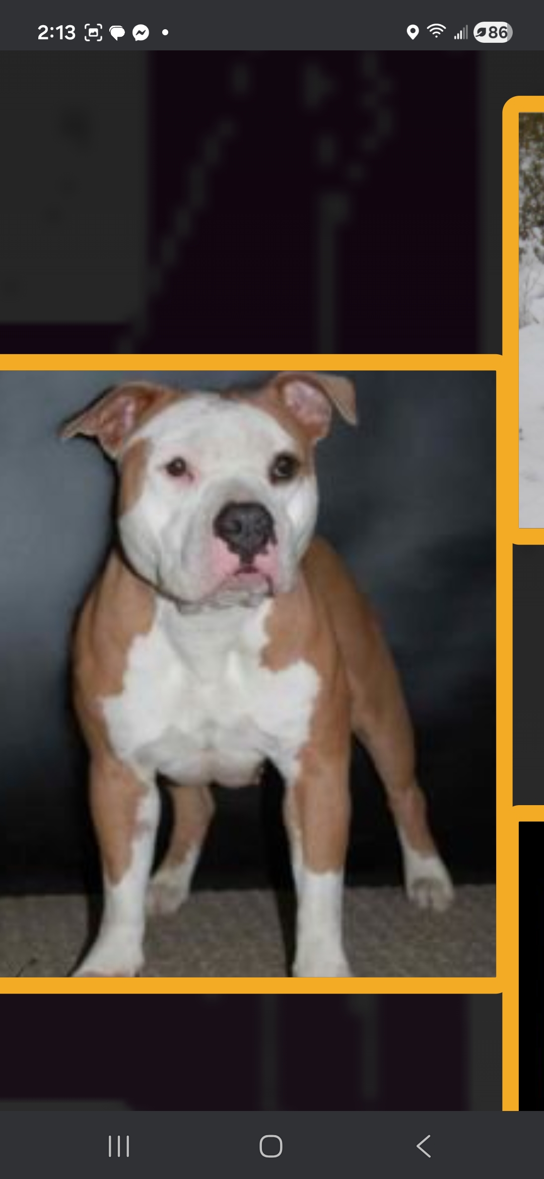 Dog Featured Image