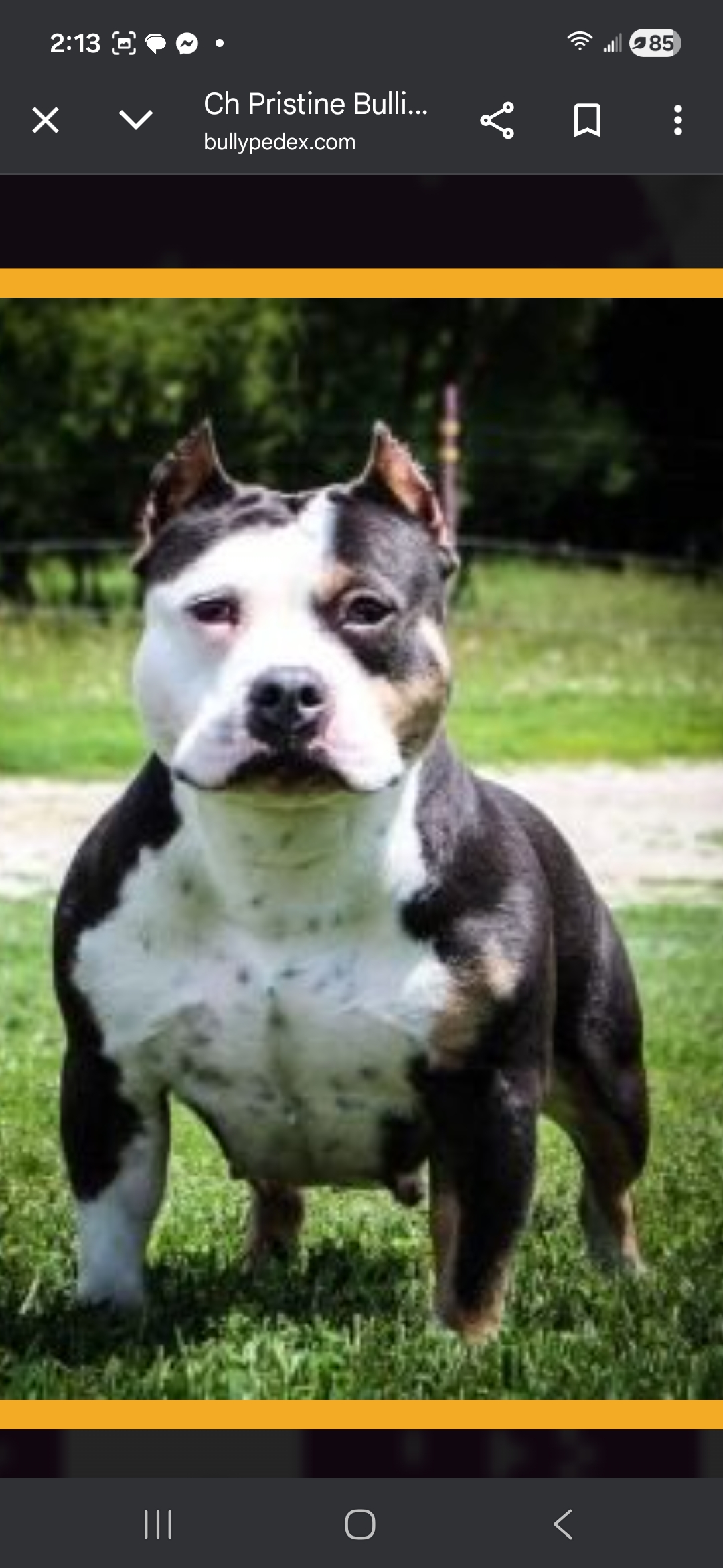 Dog Featured Image