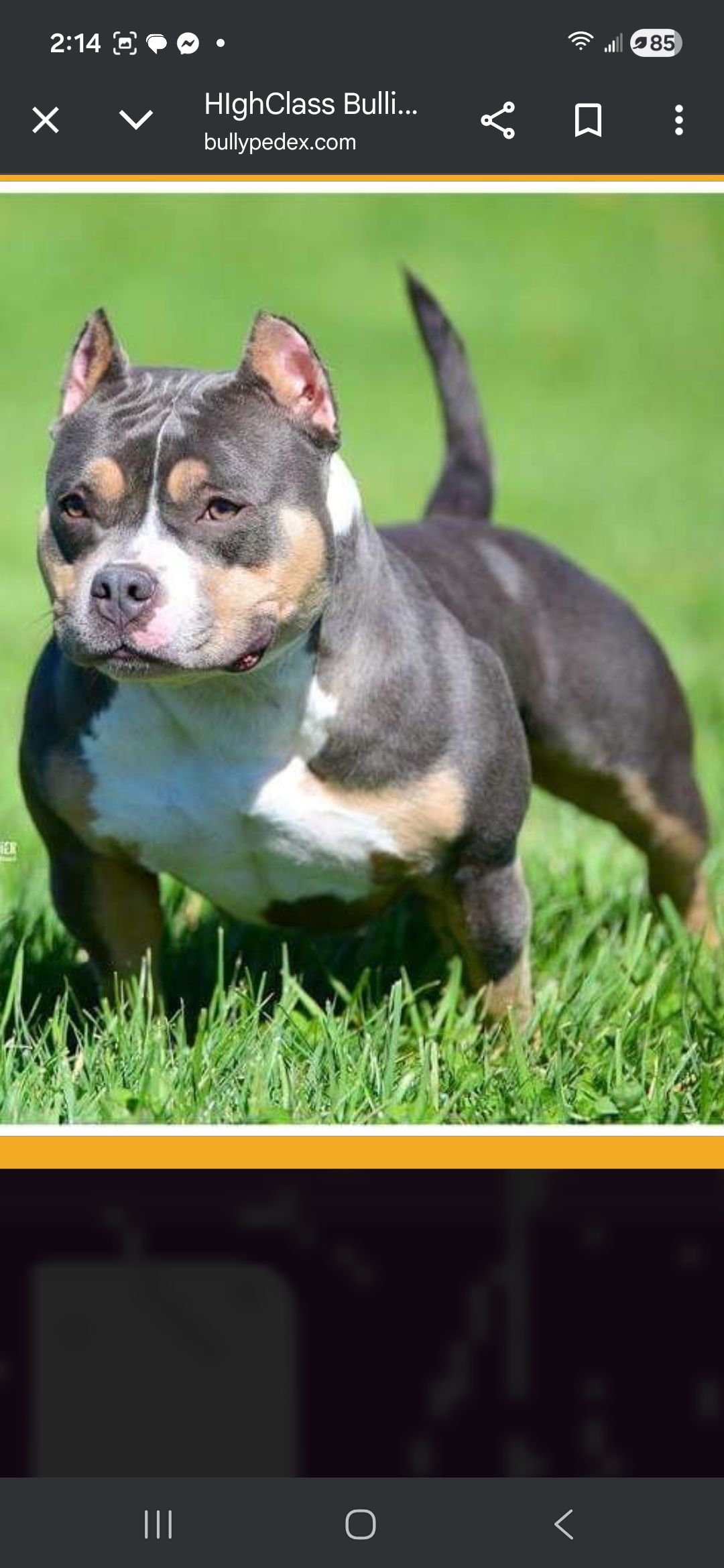 Dog Featured Image