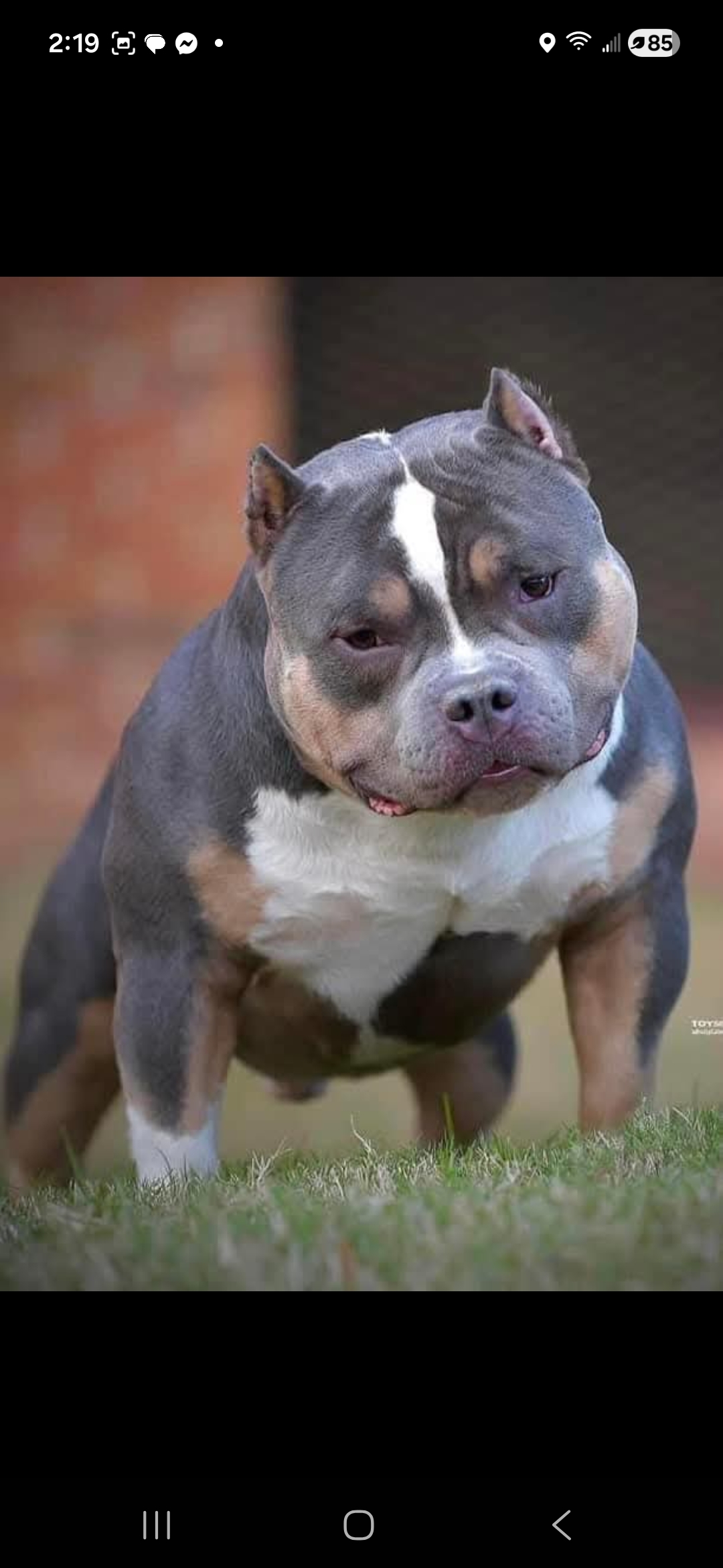 Dog Featured Image