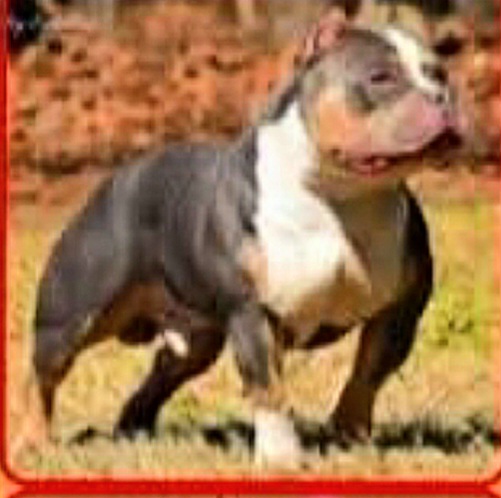 Dog Featured Image