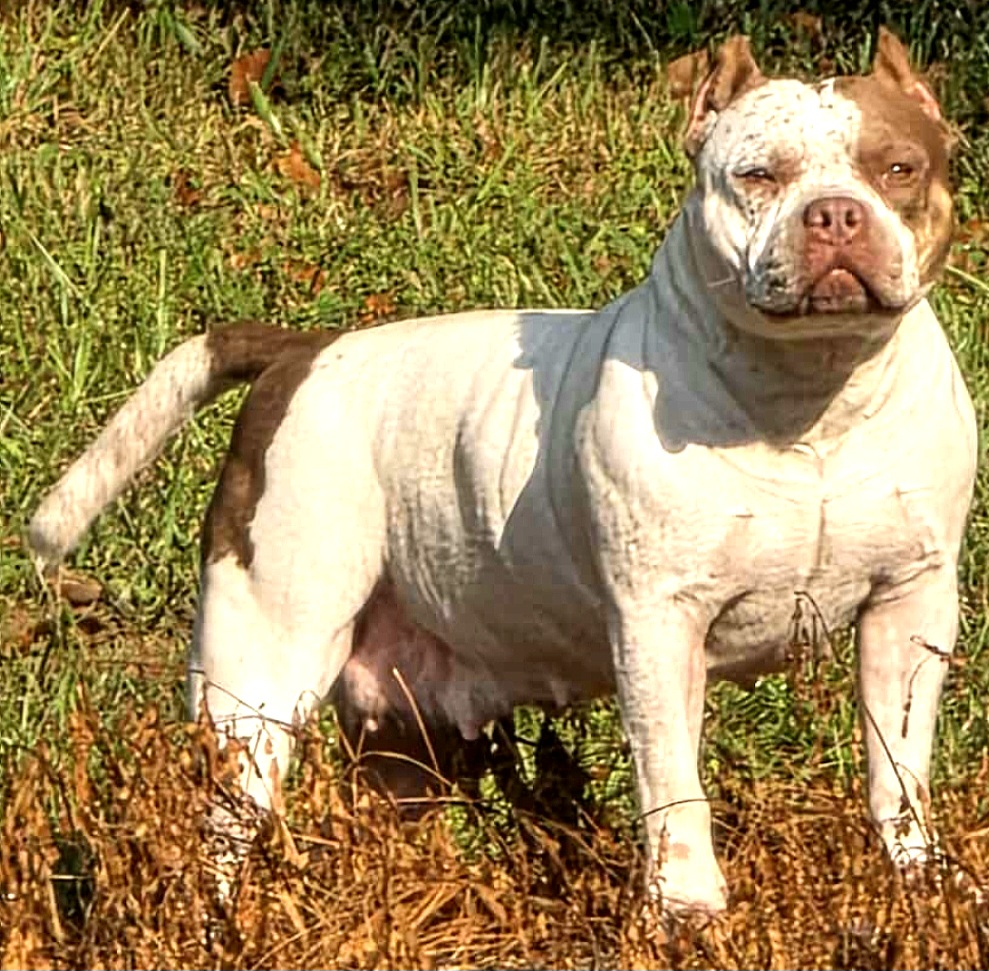 Dog Featured Image