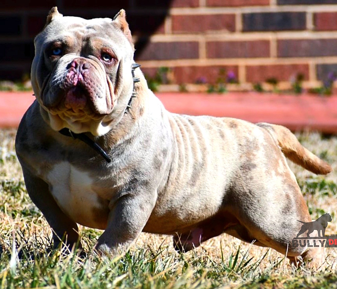 Dog Featured Image