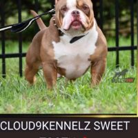 CLOUD9BULLIES SWEETOOTH