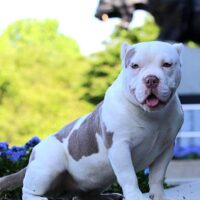 REDEFINED BULLIES CAPRI