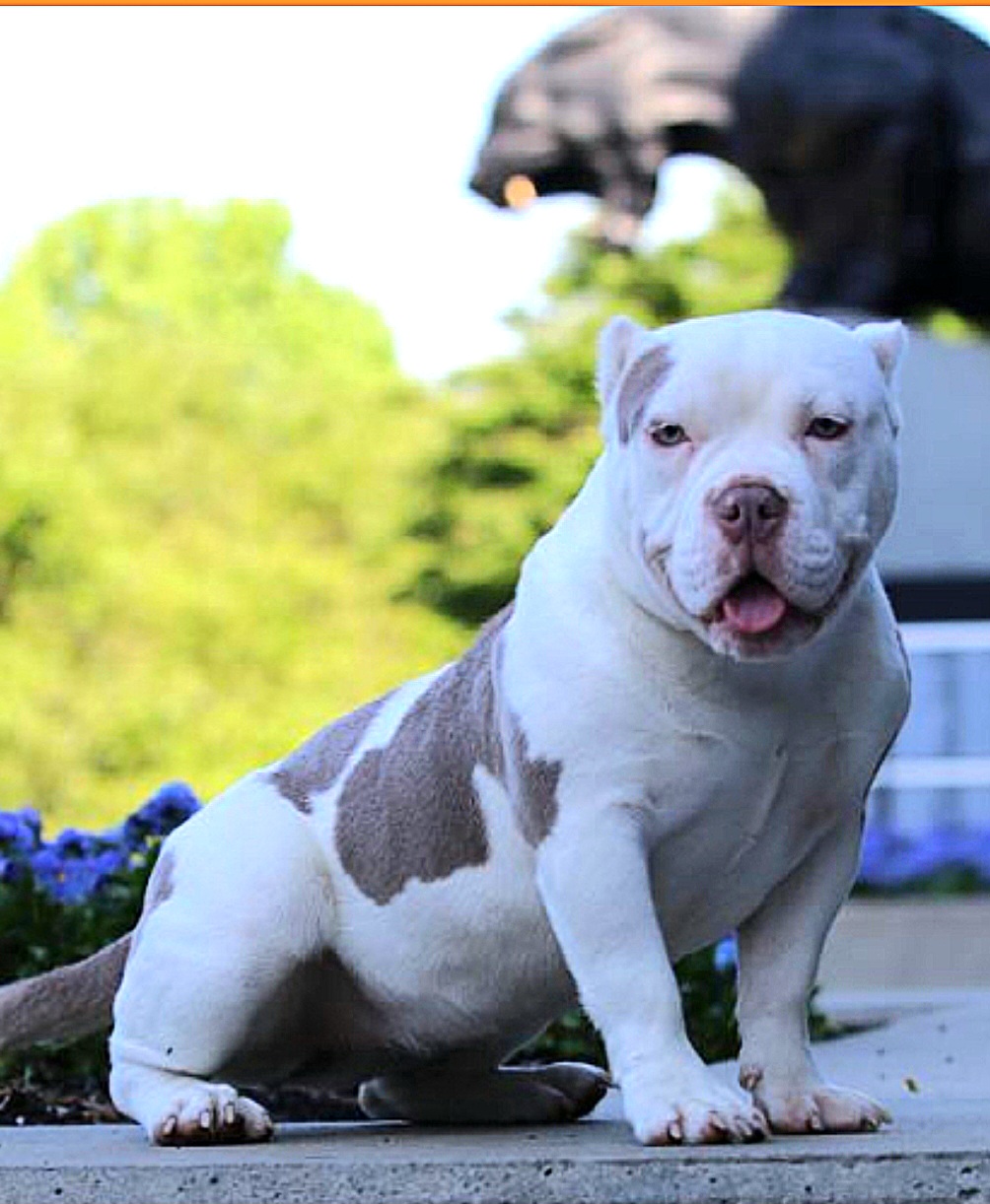 Dog Featured Image