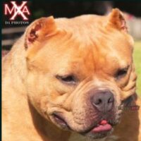REDEFINED BULLIES MIA X