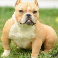 REDEFINED BULLIES TACORI