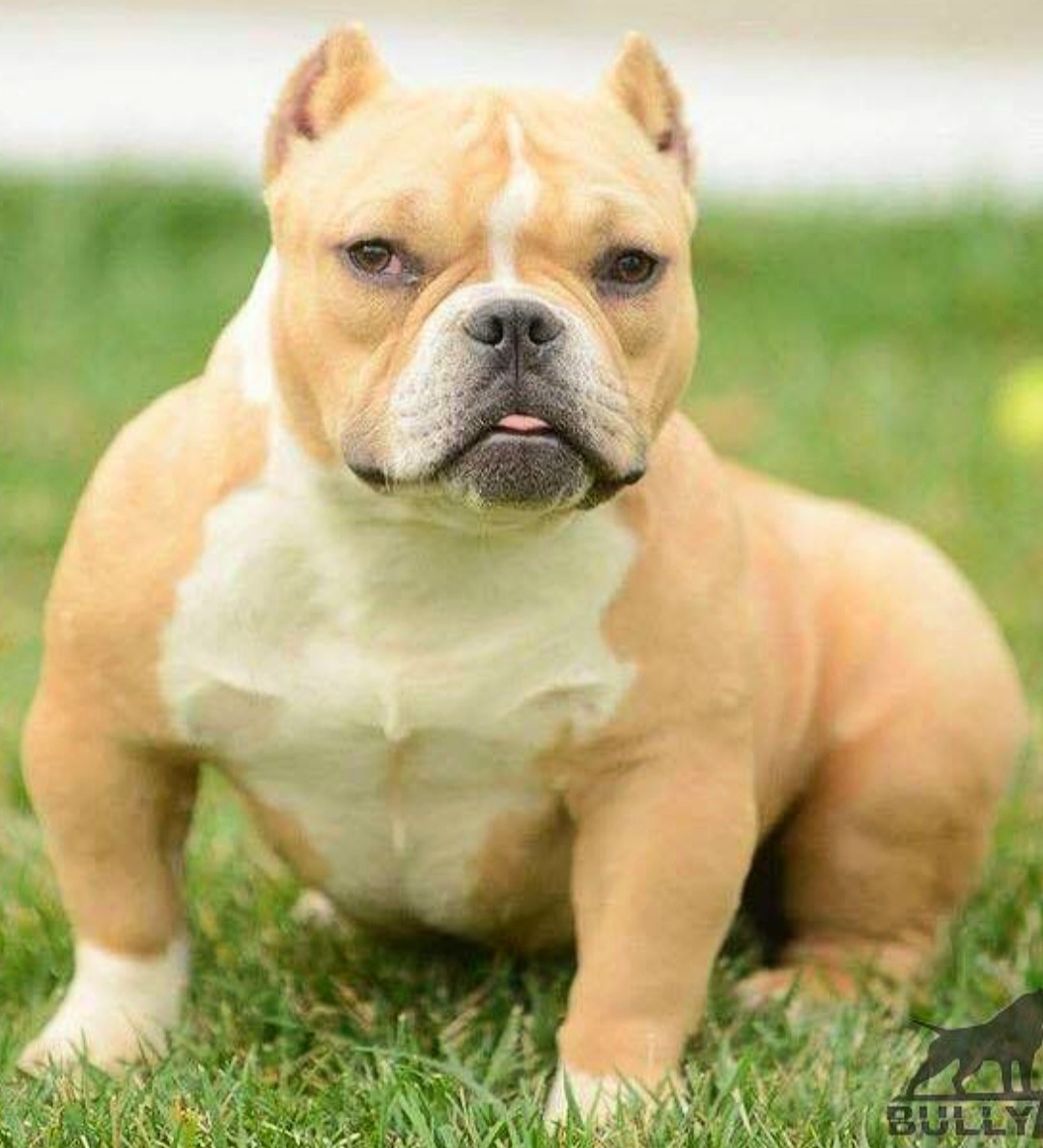 Dog Featured Image