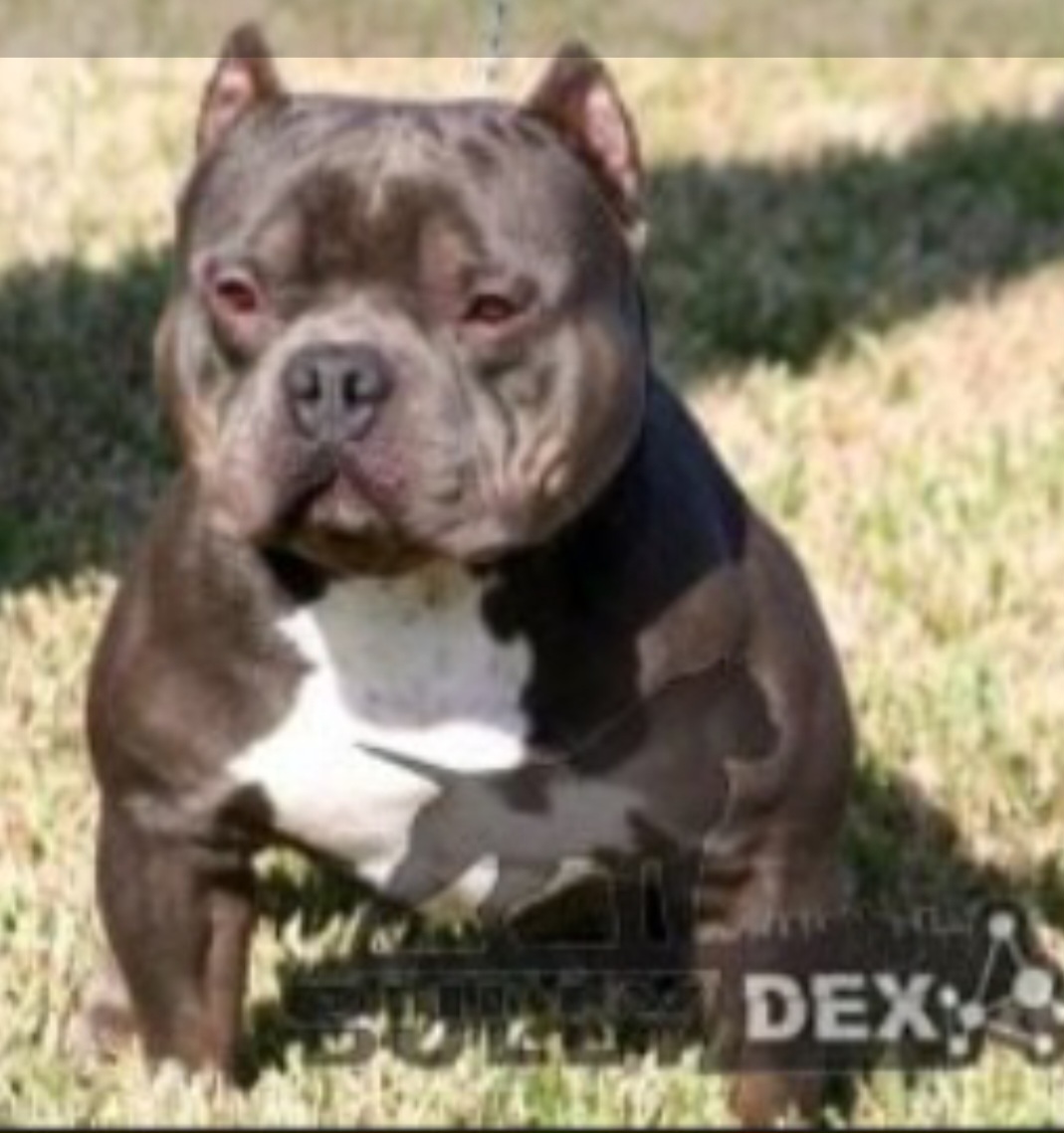 Dog Featured Image