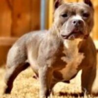 H-TOWN BEST STACY DASH OF 3BB