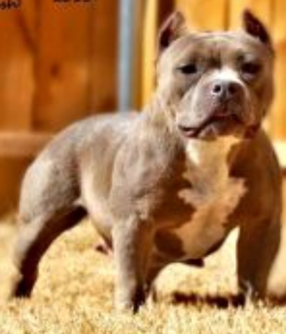Dog Featured Image