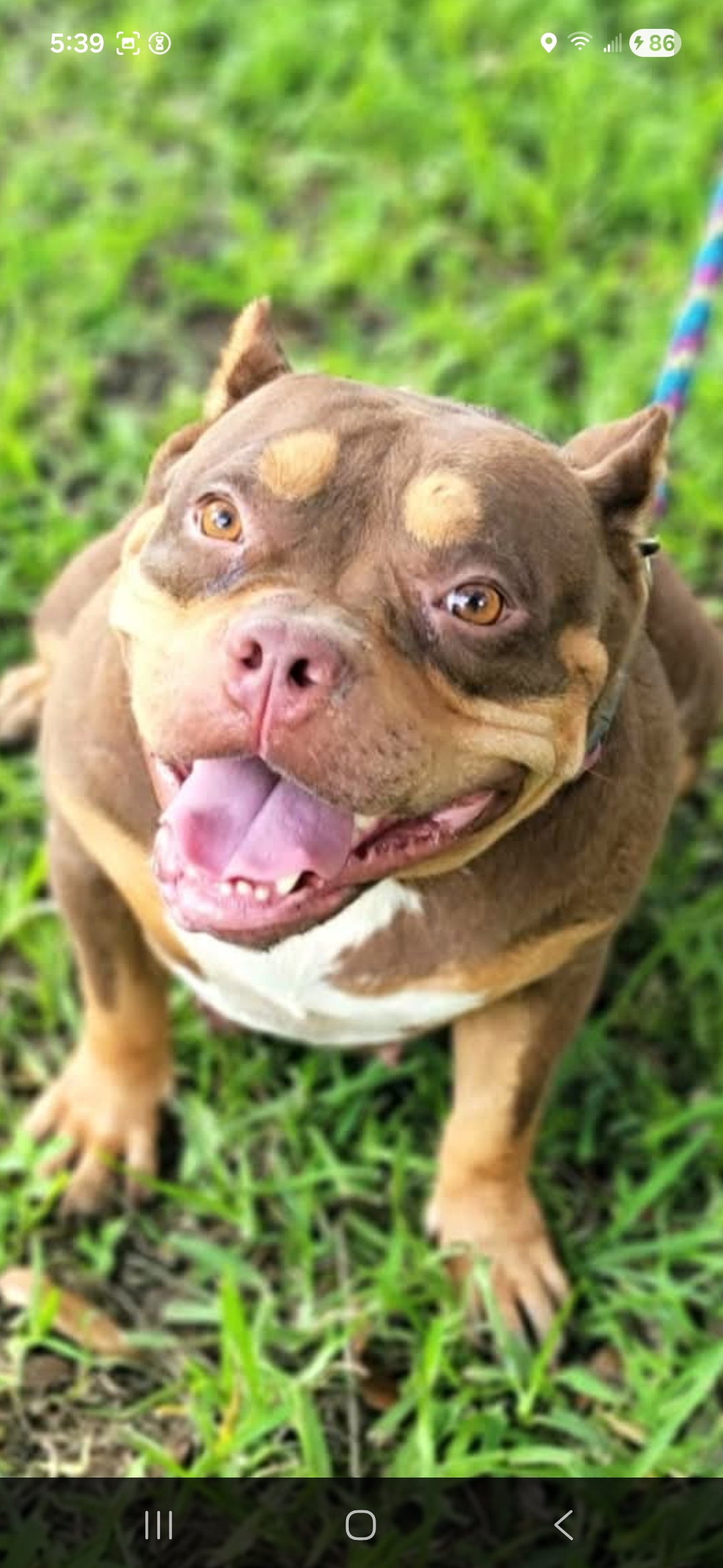 Dog Featured Image