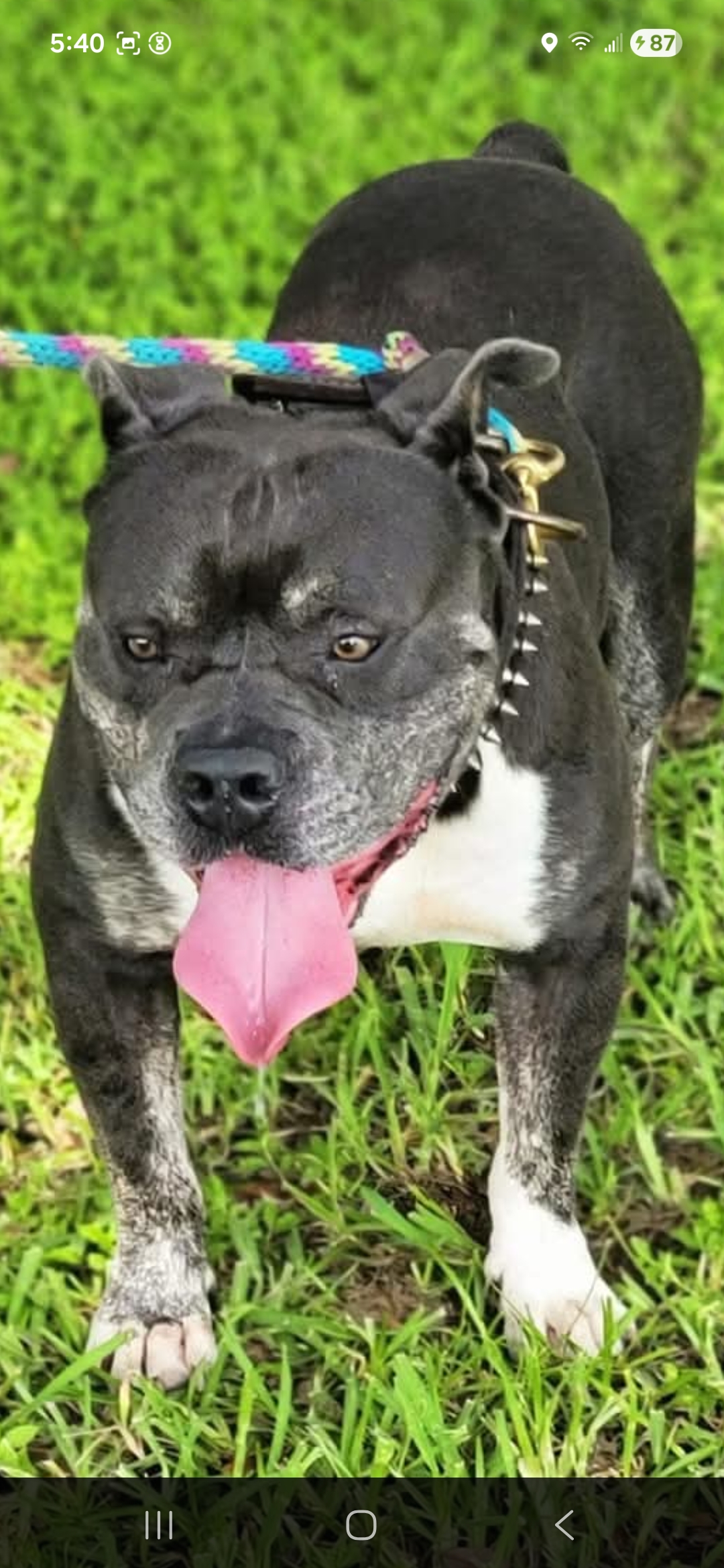 Dog Featured Image