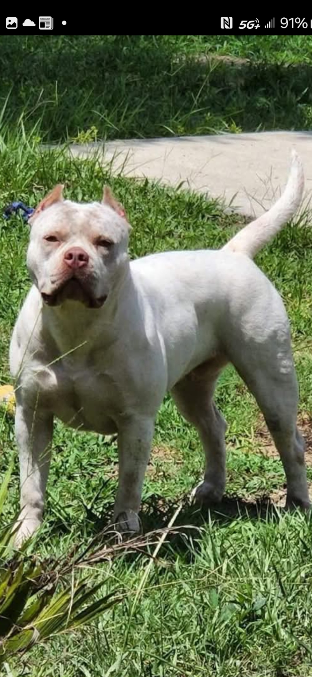 Dog Featured Image