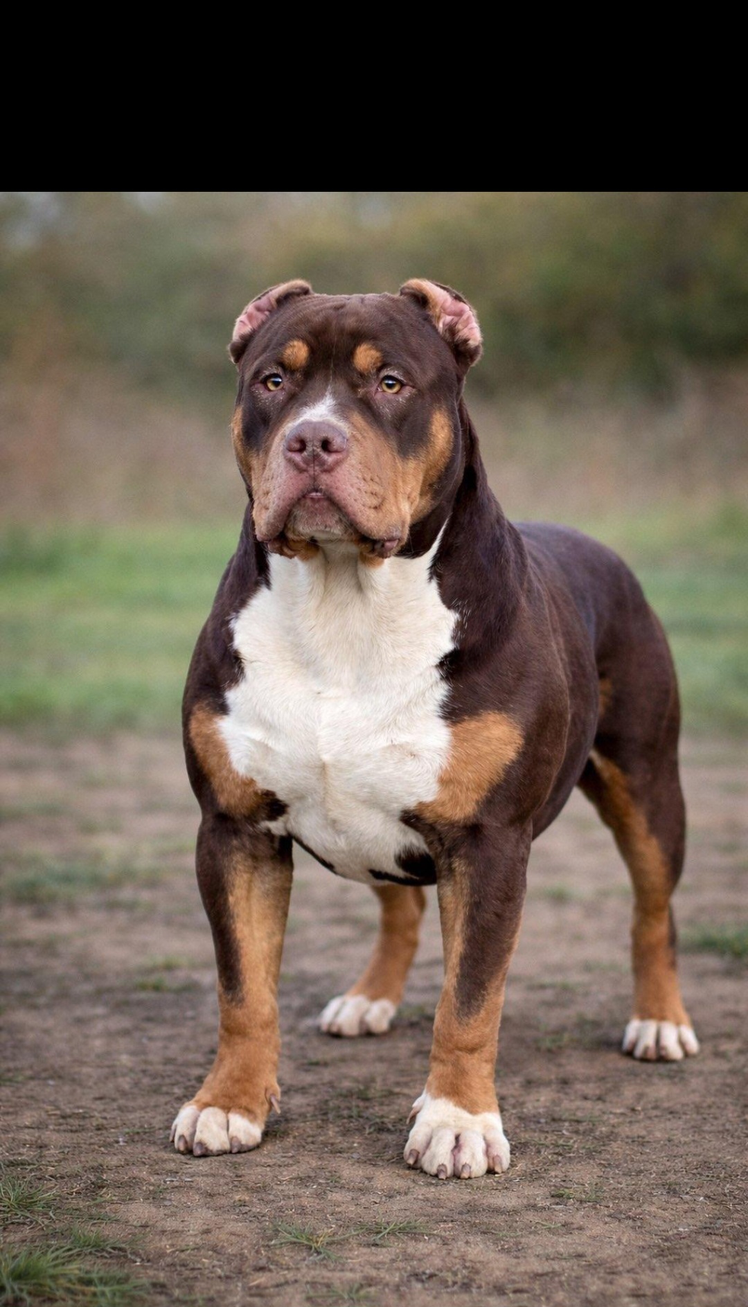 Dog Featured Image