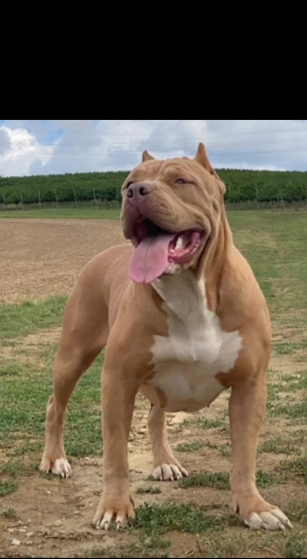 Dog Featured Image
