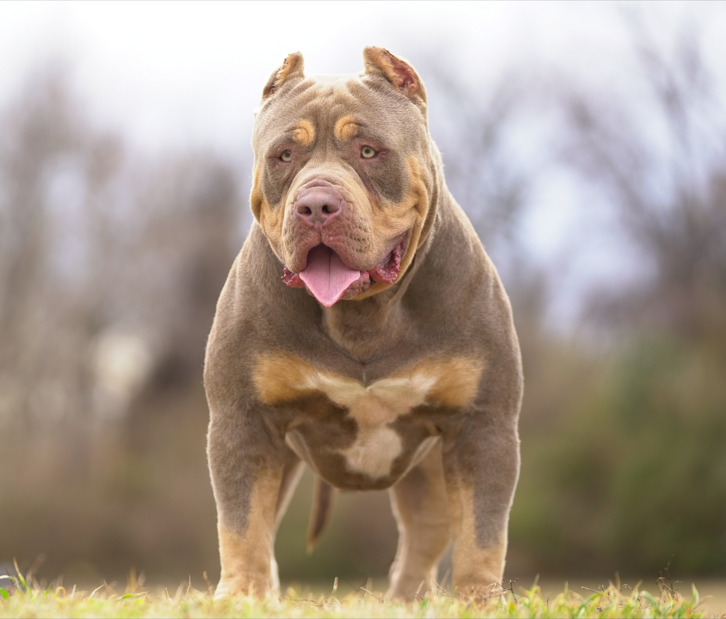 Dog Featured Image