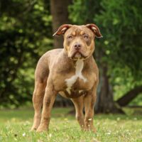 ZARA DISTINCT BULLIES