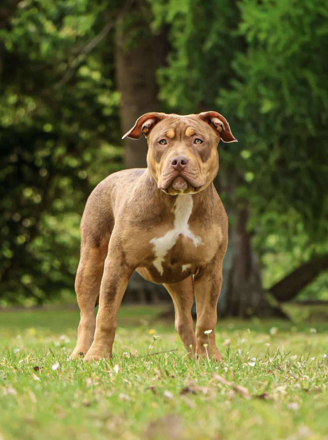 Dog Featured Image